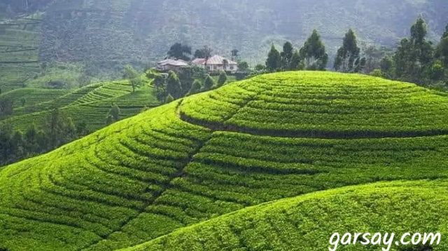 Wisata Kebun Teh Cipasung Tasikmalaya yang Menawan